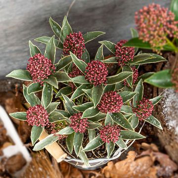 Skimmia japonica 'Mystic Marlot'