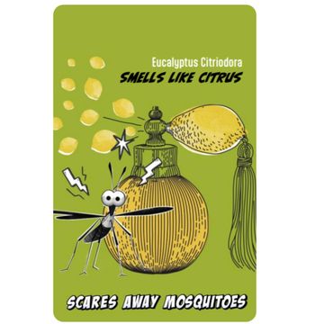 Eucalyptus citriodora