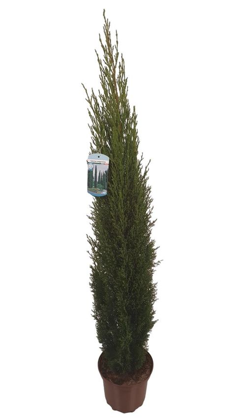 Cupressus sempervirens 'Тотем'