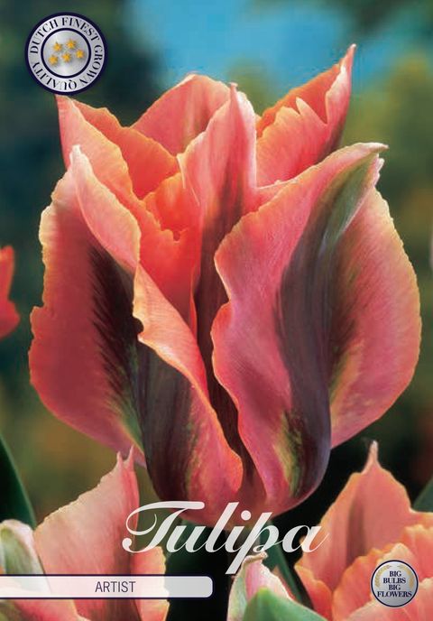 Tulipa 'Artist'