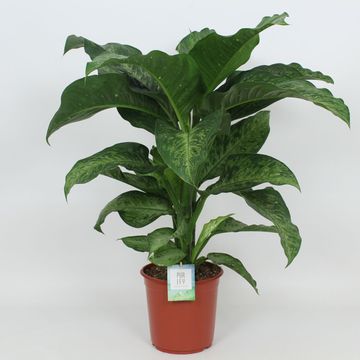Dieffenbachia 'Memoria Corsii'