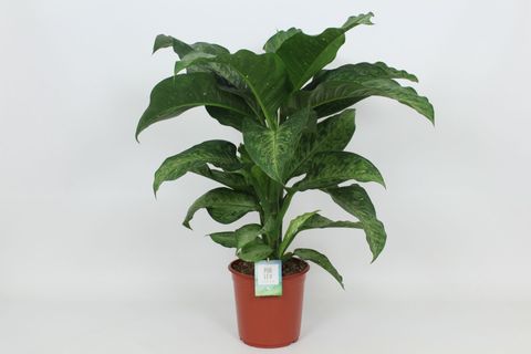 Dieffenbachia 'Memoria Corsii'