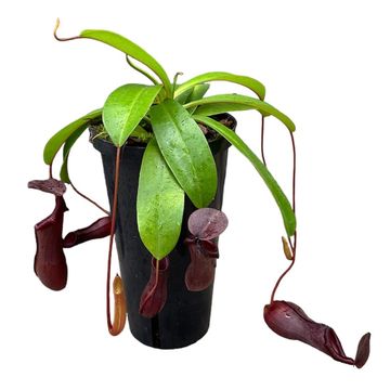 Nepenthes 'Bill'