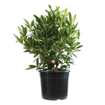 Rhododendron 'Everestianum'