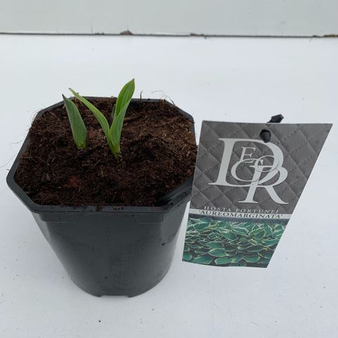 Hosta 'Fortunei Aureomarginata'