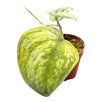 Scindapsus ''Hologram'