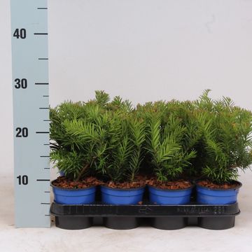 Taxus baccata 'Repandens'