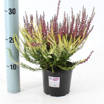 Calluna vulgaris GARDEN GIRLS MIX IN POT TWIN