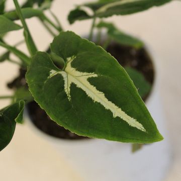 Syngonium wendlandii