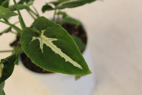 Syngonium wendlandii