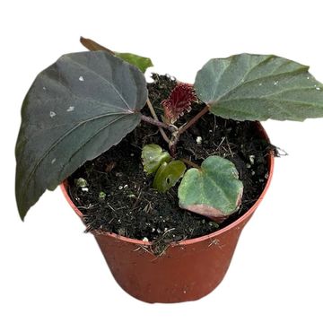 Begonia 'Black Cat'