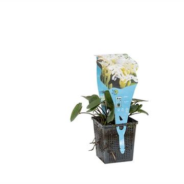 Aponogeton distachyos