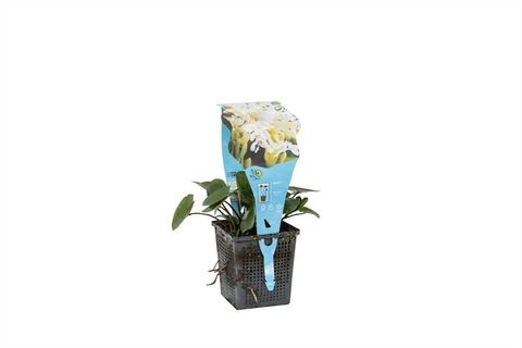 Aponogeton distachyos