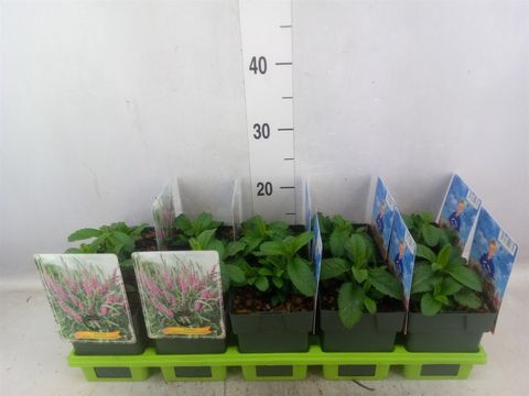 Veronica spicata ANNIVERSARY ROSE