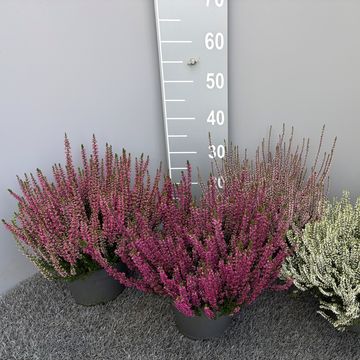 Calluna vulgaris GARDEN GIRLS MIX