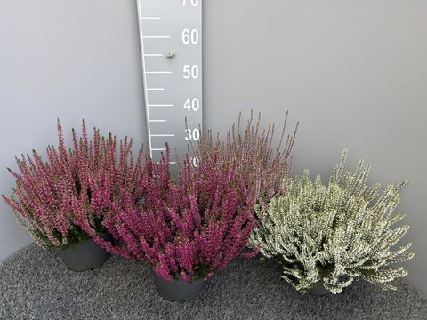 Calluna vulgaris GARDEN GIRLS MIX