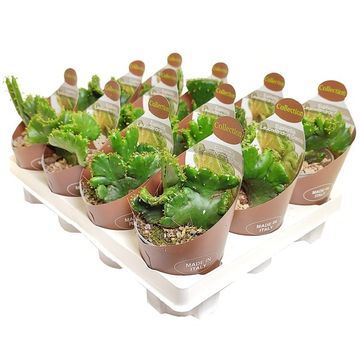 Euphorbia leucodendron cristata