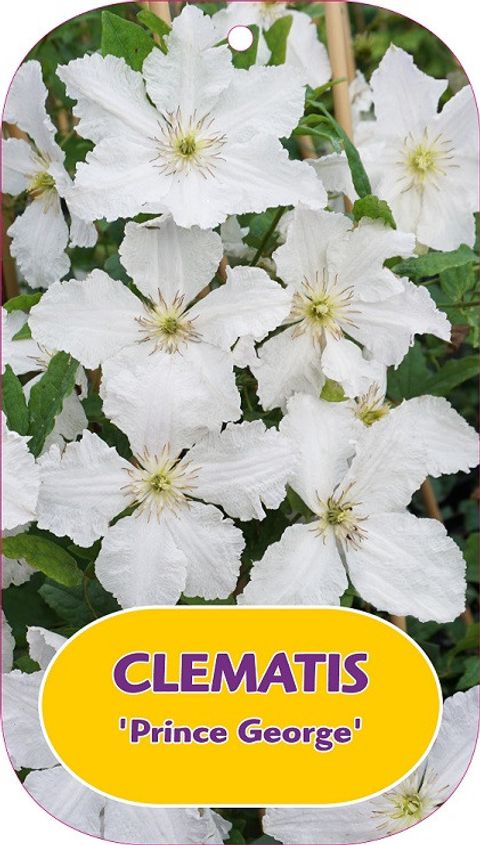 Clematis 'Prince George' (Vt)