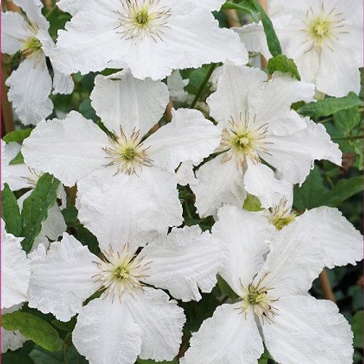 Clematis 'Prince George' (Vt)