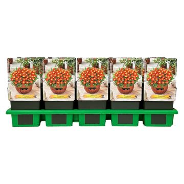 Delosperma OCEAN SUNSET SCARLET FLARE