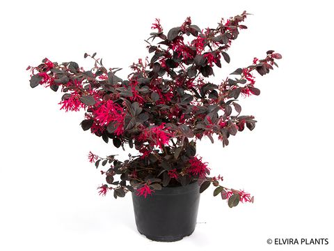 Loropetalum chinense