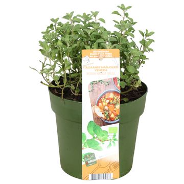Origanum majorana 'Venezia'