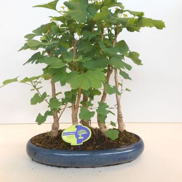 Ginkgo biloba