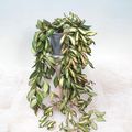 Hoya 'DS-70 Variegata'