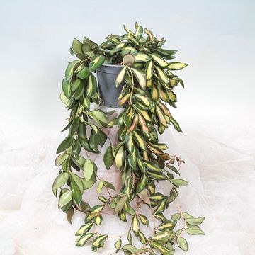 Hoya 'DS-70 Variegata'