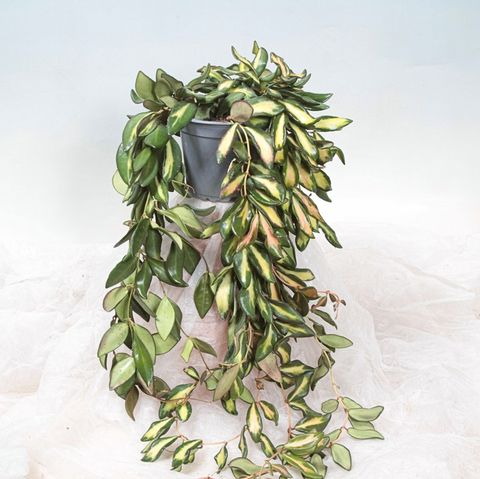 Hoya 'DS-70 Variegata'