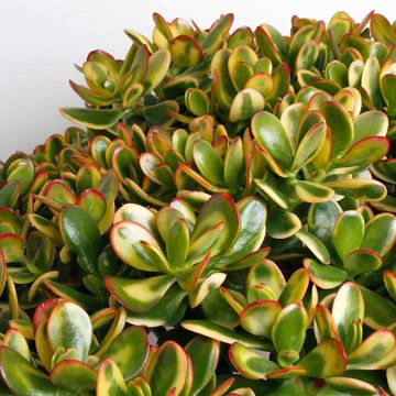 Crassula ovata 'Sunset'