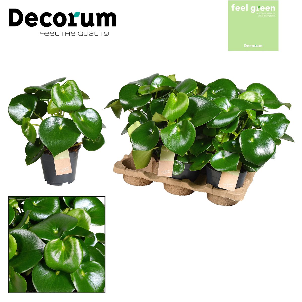 Peperomia polybotrya 'Raindrop' — Plant Wholesale FlorAccess