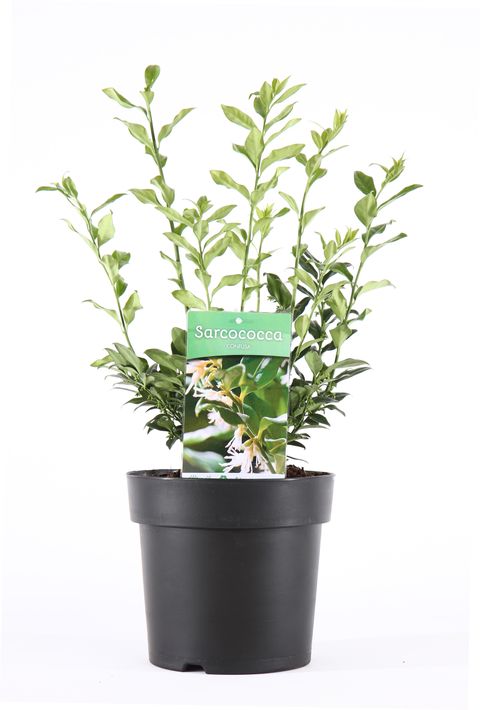 Sarcococca confusa