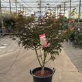 Acer palmatum 'Starfish'