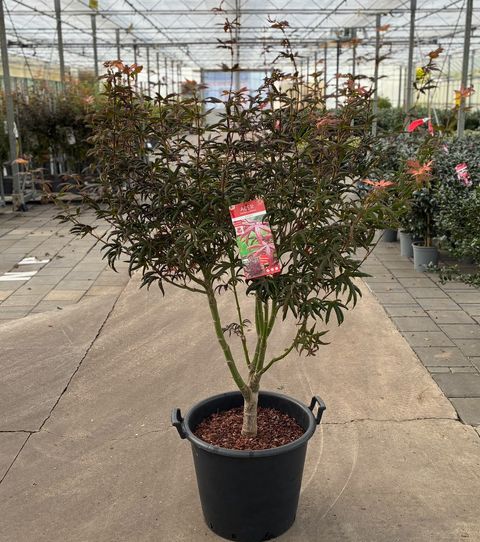 Acer palmatum 'Starfish'