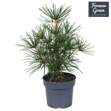 Sciadopitys verticillata