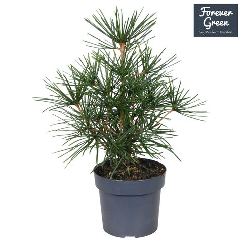 Sciadopitys verticillata