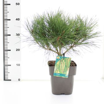 Pinus densiflora 'Alice Verkade'