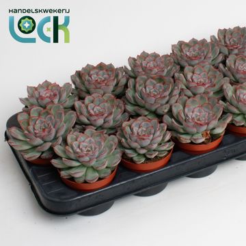 Echeveria pulidonis 'Deremensis'