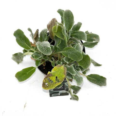 Stachys byzantina 'Silver Carpet'