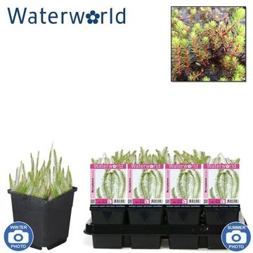 Myriophyllum aquaticum