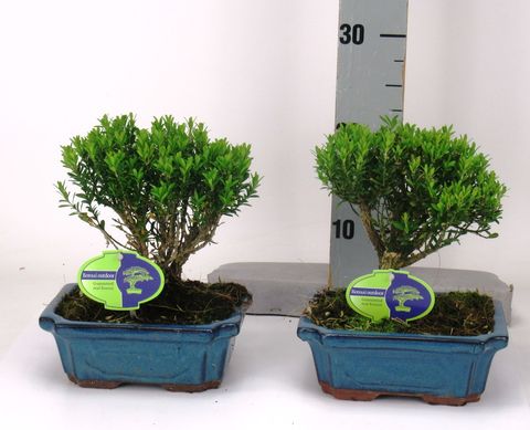 Buxus harlandii