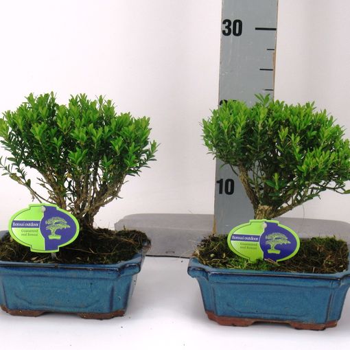 Buxus harlandii