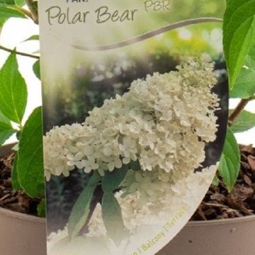 Hydrangea paniculata 'Polar Bear'
