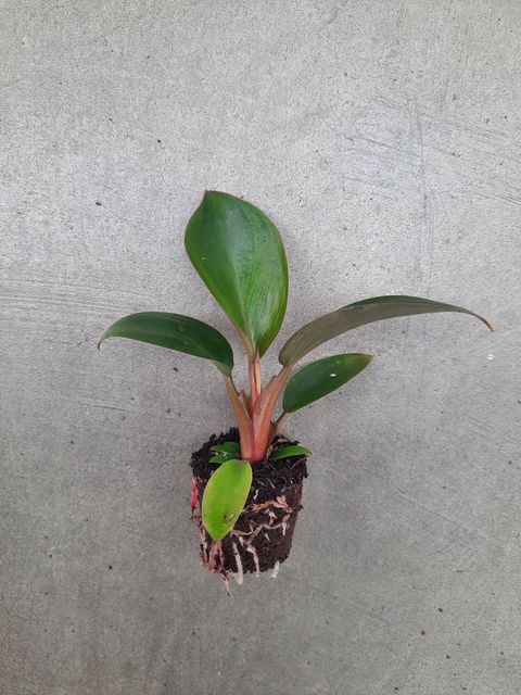 Philodendron 'Rojo Congo'