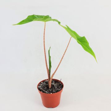 Alocasia 'Golden Dragon'