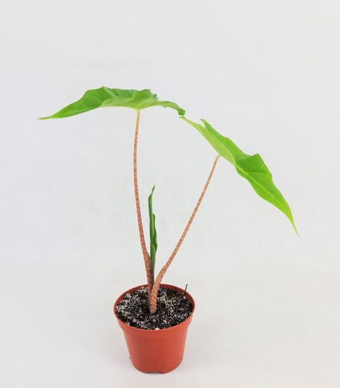 Alocasia 'Golden Dragon'