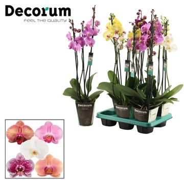 Phalaenopsis MIX