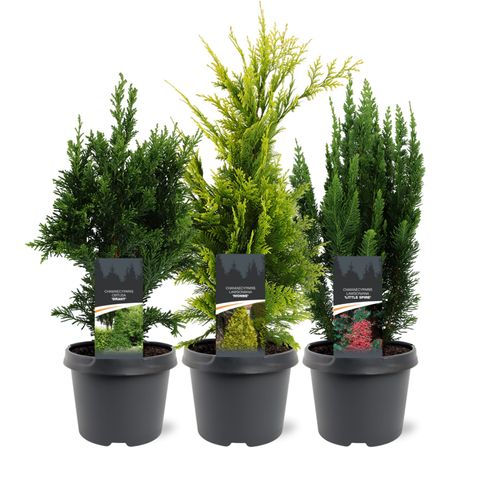 Chamaecyparis lawsoniana MIX