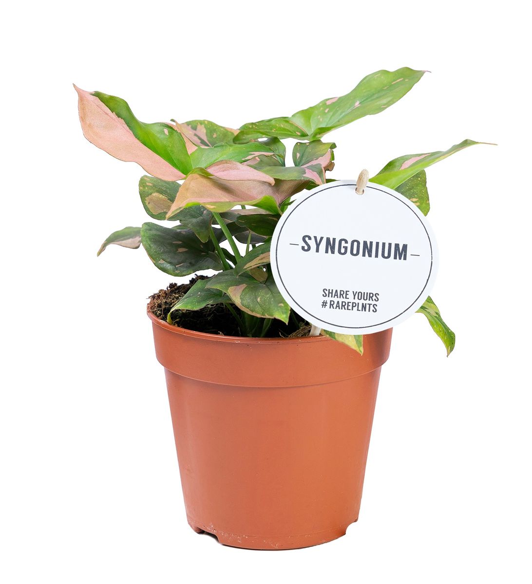Syngonium 'Pink Splash' — Plant Wholesale FlorAccess
